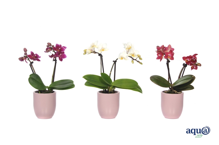 <h4>Hugo Silver Pink Tiny Dolls Mix 2T10+ Aqu@</h4>