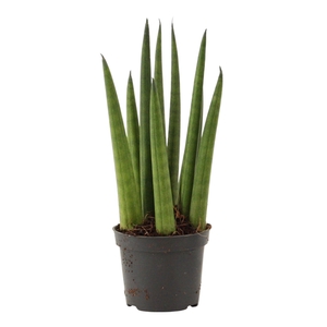 Sansevieria Cylindrica 6 cm Rocket