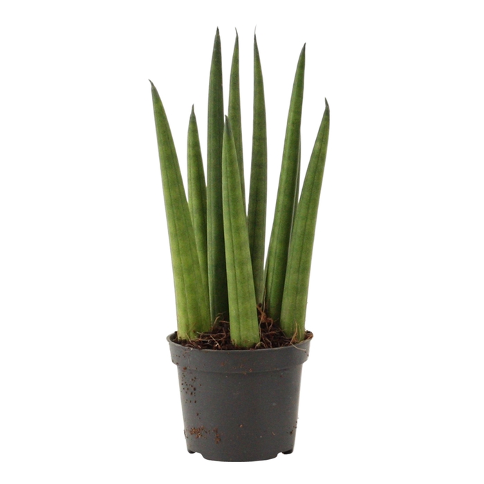<h4>Sansevieria Cylindrica 6 cm Rocket</h4>