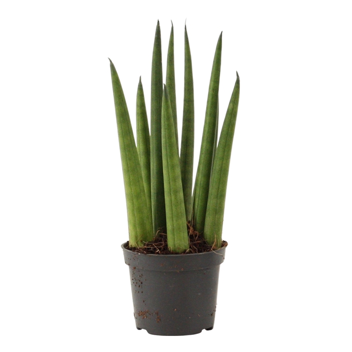 <h4>Sansevieria Cylindrica 6 cm Rocket</h4>