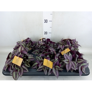 Tradescantia zebr. 'Purpusii'