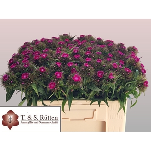 DI BARB B LILAC