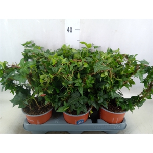 Hedera helix 'Shamrock'
