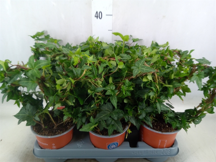 <h4>Hedera helix 'Shamrock'</h4>