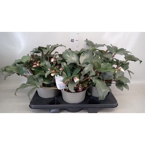 Helleborus  'Angel Glow'