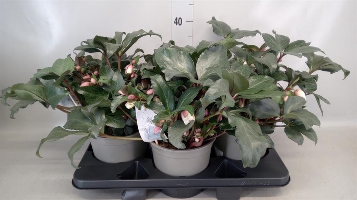 <h4>Helleborus  'Angel Glow'</h4>