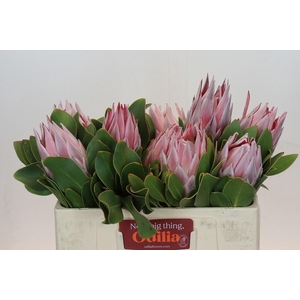 PROTEA CYNAROIDES