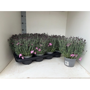 DIAN CARYOPHYLLUS