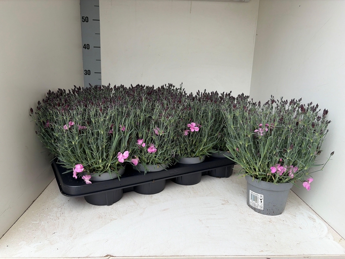 <h4>DIAN CARYOPHYLLUS</h4>