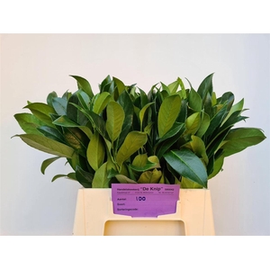 Laurierkers Fine P Stem