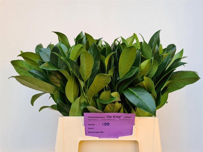 <h4>Laurierkers Fine P Stem</h4>