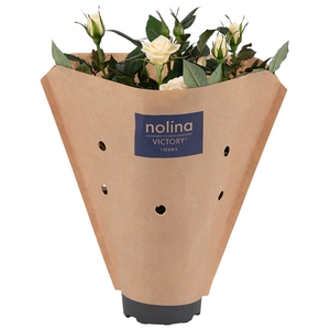 Nolina Roses Ø 10.5 cm White Paper sleeve