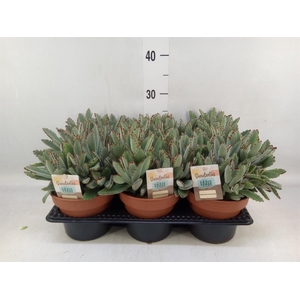 Kalanchoe NF tomentosa