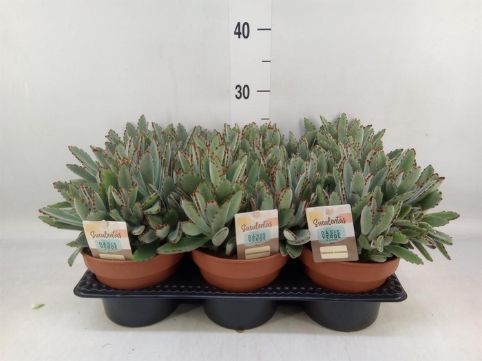 <h4>Kalanchoe NF tomentosa</h4>