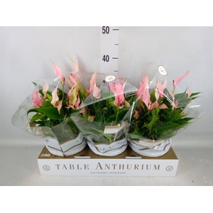Anthurium andr. 'Lilli'
