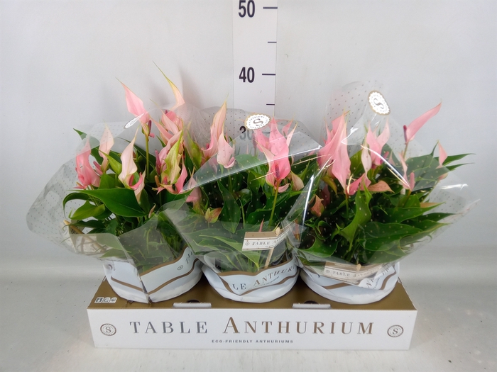 <h4>Anthurium andr. 'Lilli'</h4>