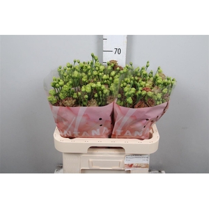 Eus G Rosanne Terracotta