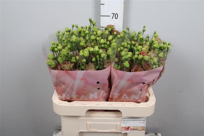 <h4>Eus G Rosanne Terracotta</h4>