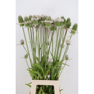 DIPSACUS