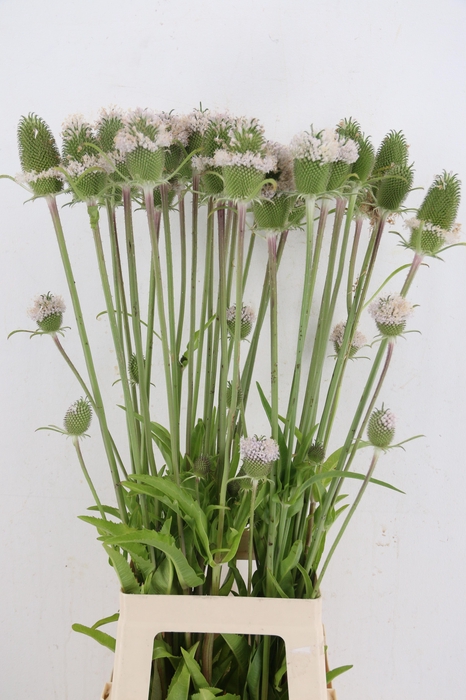 <h4>DIPSACUS</h4>