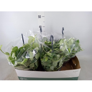 Scindapsus pictus 'Silvery Ann'