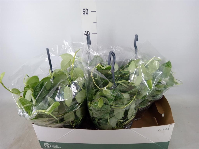 <h4>Scindapsus pictus 'Silvery Ann'</h4>