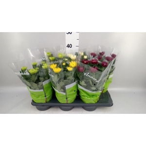 Chrysanthemum  'Anastasia' .mix