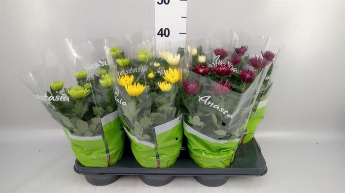 <h4>Chrysanthemum  'Anastasia' .mix</h4>