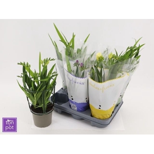 FREESIA OV