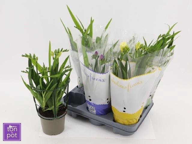 <h4>FREESIA OV</h4>
