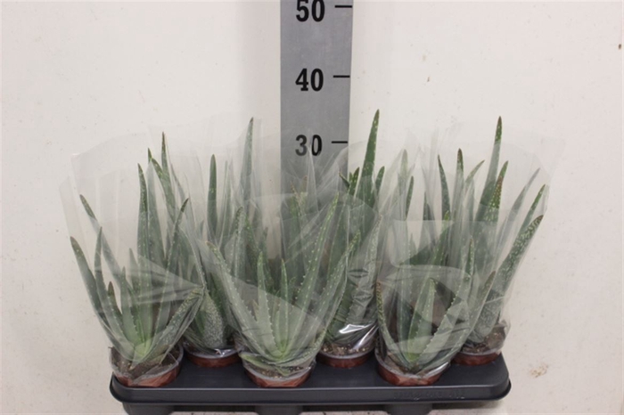 <h4>Aloe vera</h4>