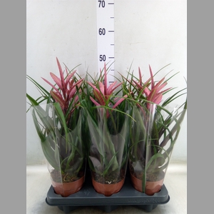 Tillandsia