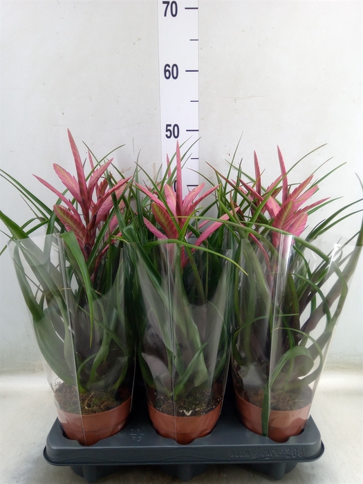<h4>Tillandsia</h4>