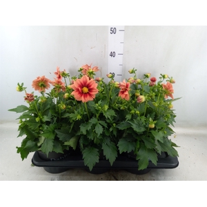 Dahlia  'Revelation Orange'
