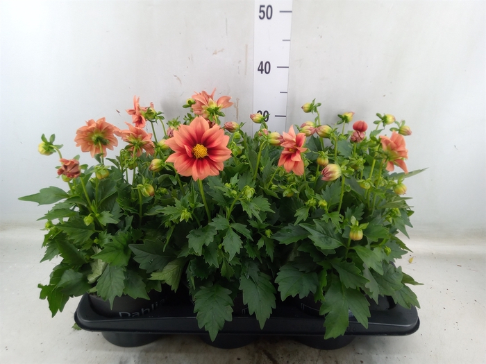 <h4>Dahlia  'Revelation Orange'</h4>