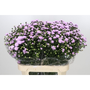 Aster Astee Pink Pearl