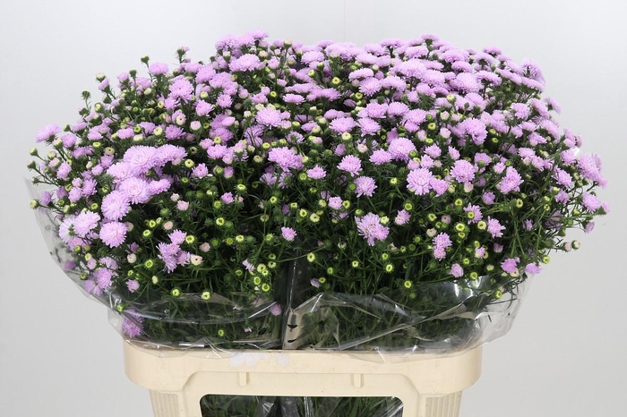 <h4>Aster Astee Pink Pearl</h4>
