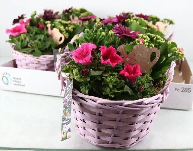<h4>ARR TUINPLANTEN</h4>