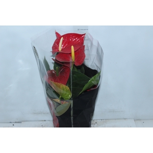 ANTHURIUM MICHIGAN P17 PREMIUM