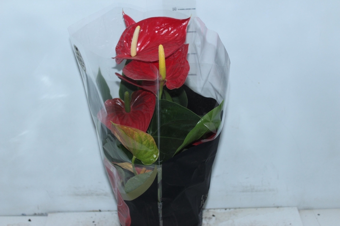 <h4>ANTHURIUM MICHIGAN P17 PREMIUM</h4>