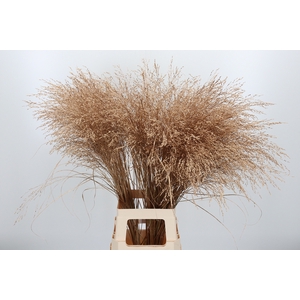 Panicum Kl Bh Antiek Goud