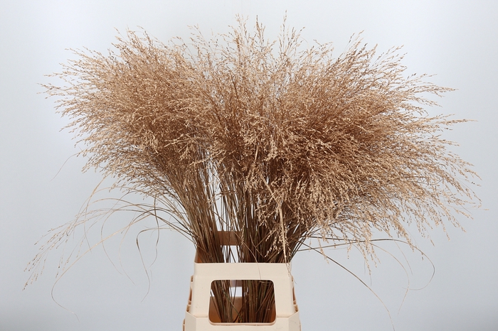 <h4>Panicum Kl Bh Antiek Goud</h4>
