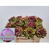 CYNARA SC GREEN GLOB