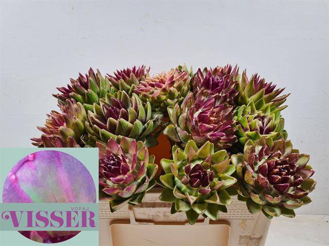 CYNARA SC GREEN GLOB