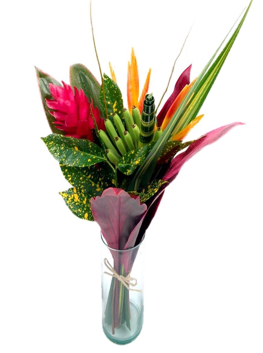 <h4>BQ Regular Rainbow</h4>