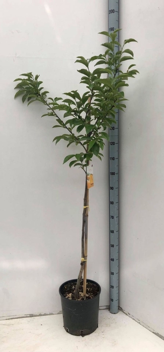 Fruitbomen en -heesters ov