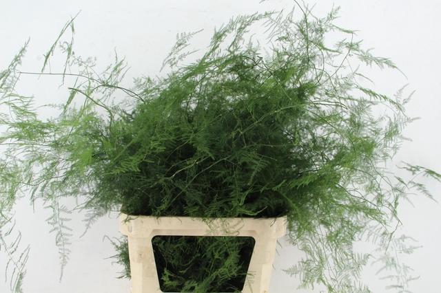 <h4>ASP IT LANG GETOPT</h4>