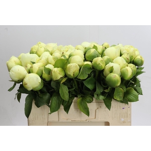 Paeonia Lemon Chiffon