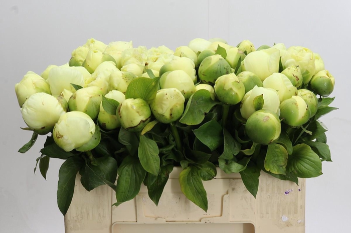 <h4>Paeonia Lemon Chiffon</h4>