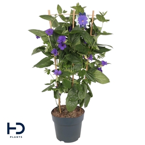 Thunbergia battiscombei